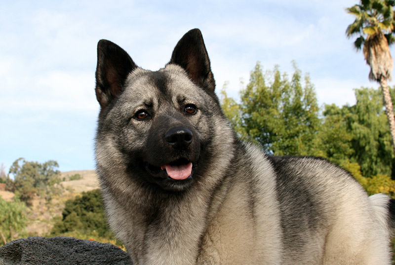 Norwegian Elkhound Dog Outside