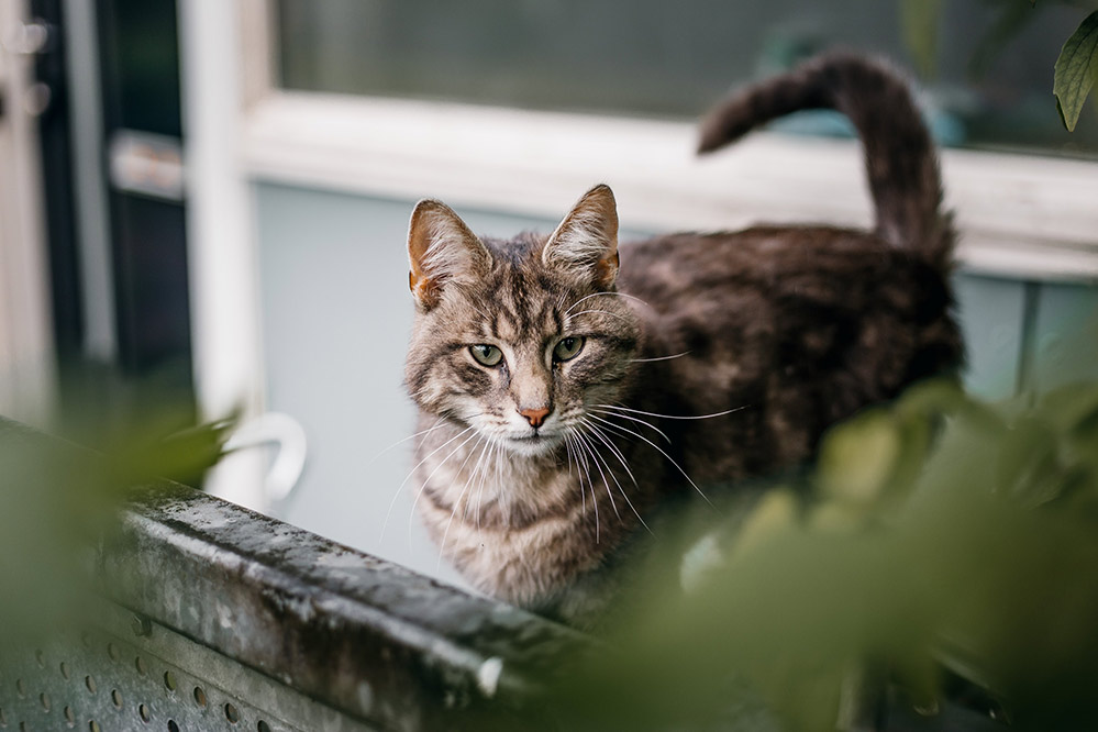 unsplash FREE cat hunting