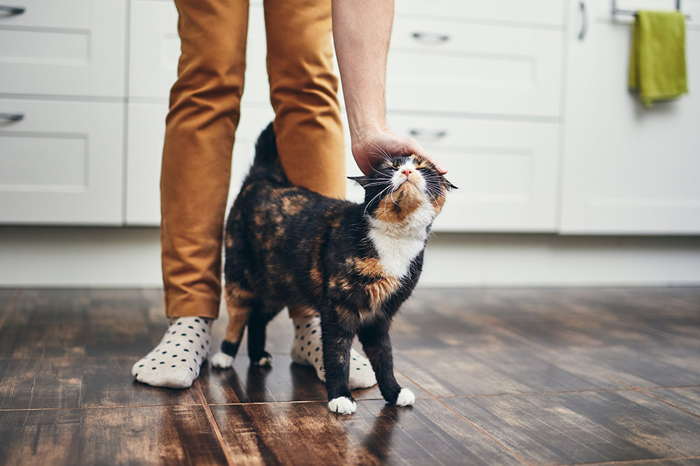 Domestic life with pet Cat welcome his owner young man at home