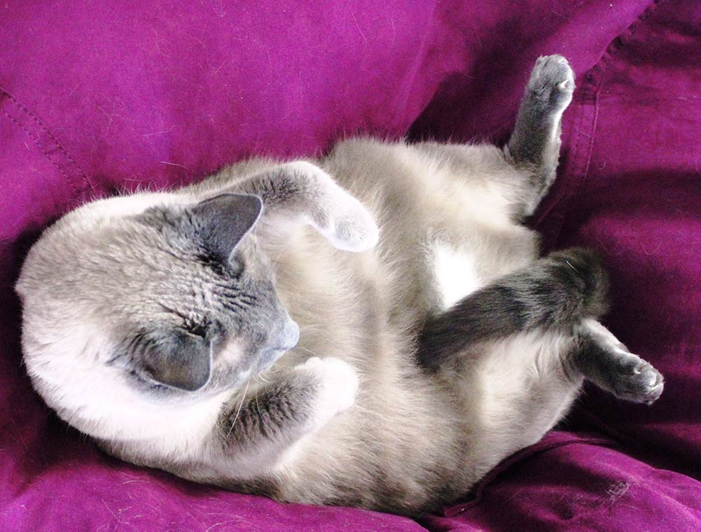 A chubby gray Siamese cat lies on his back and lifts his head to look at his tail between his legs while on a purple bean bag chair