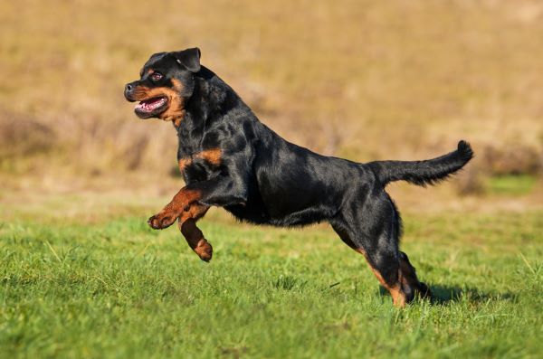 Rottweiler dog running