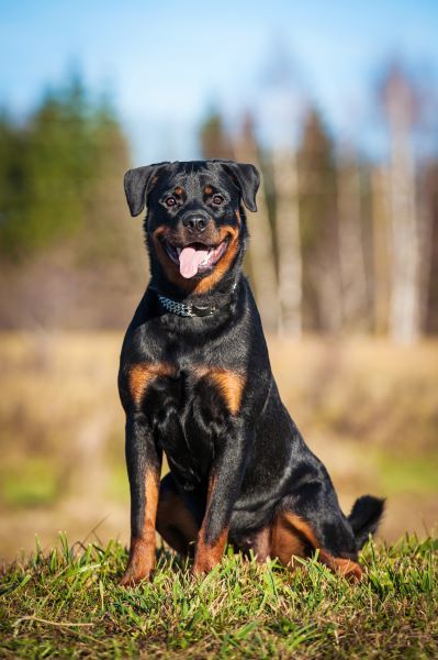 Rottweiler dog