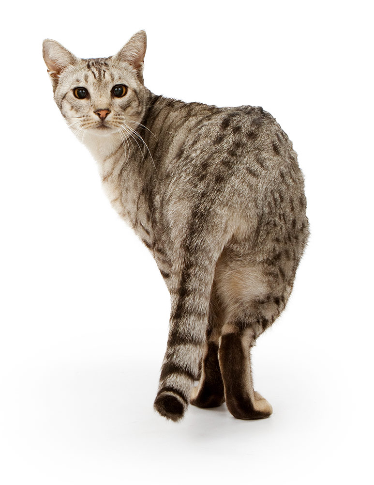 A black and silver Ocicat walking away and looking back