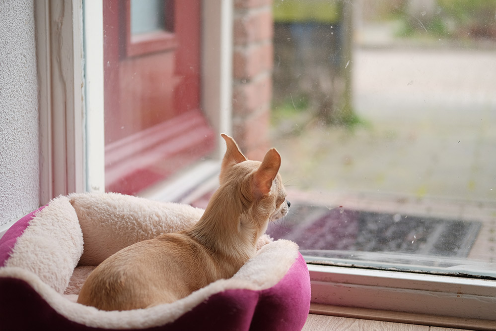 chihuahua looking out of window