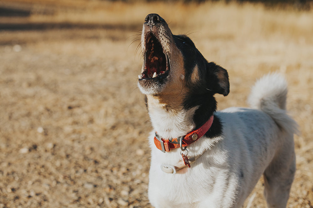 jack russell barking