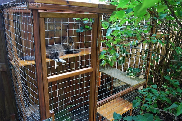 Cat enclosure at the end of the fence tunnel