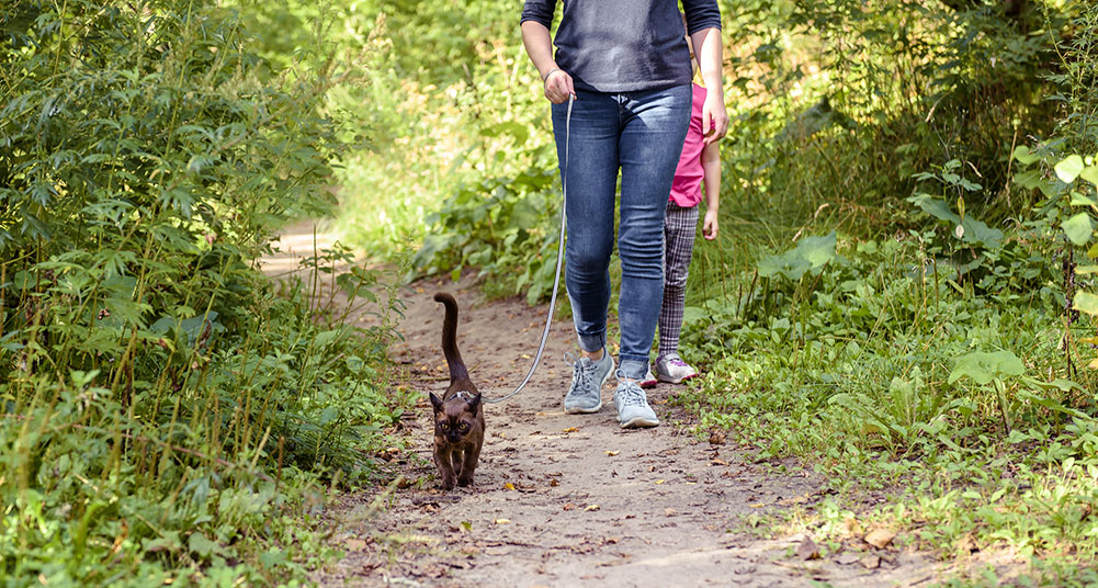 Burma cat with leash walking outside