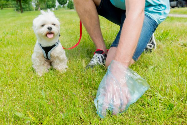 Owner cleaning up after the dog with plastic bag