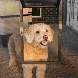 Dog care, Best doggie doors Bow Wow Meow Pet Insurance