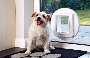 Dog care, Best doggie doors Bow Wow Meow Pet Insurance