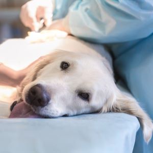 Ill retriever in veterinary clinic