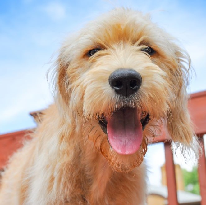 Happy Goldendoodle puppy (2)