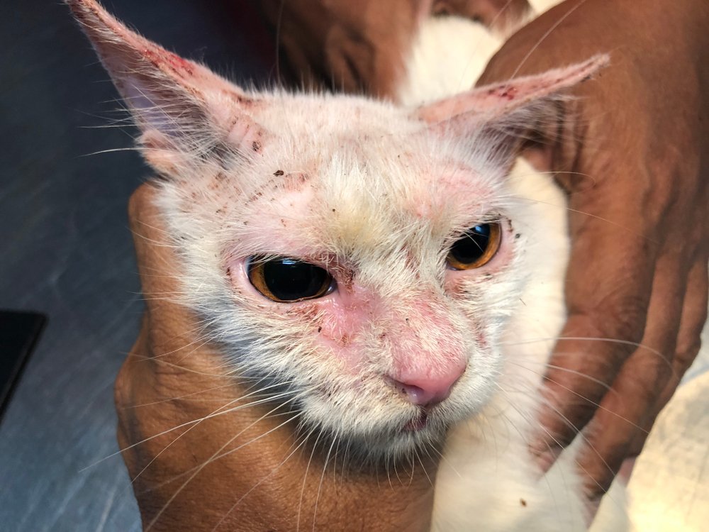 Cat with clinical sign of sarcoptic mange infection on face and ear.