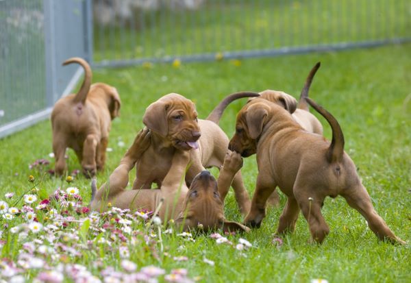 Dog care, puppy buyers guide, where to get a new puppy Bow Wow Meow