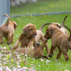 Dog care, puppy buyers guide, where to get a new puppy Bow Wow Meow