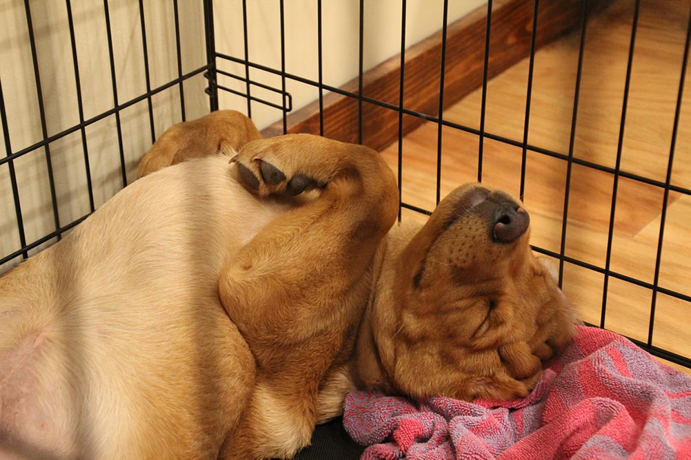 Closeup of fox red Labrador retriever puppy inside wire crate sleeping on his back