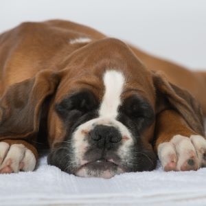 Sleeping sick puppy isolated on white