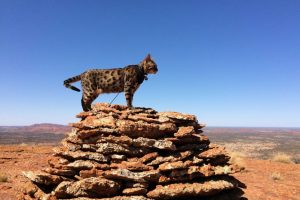 Kartika the travelling Bengal cat