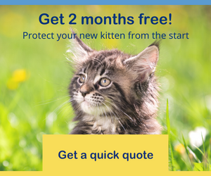 Bow Wow Meow Pet Insurance 2 months free Get a quick quote