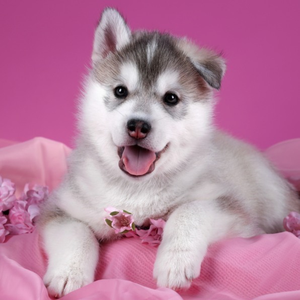 Cute Siberian husky puppy with flowers on a pink background