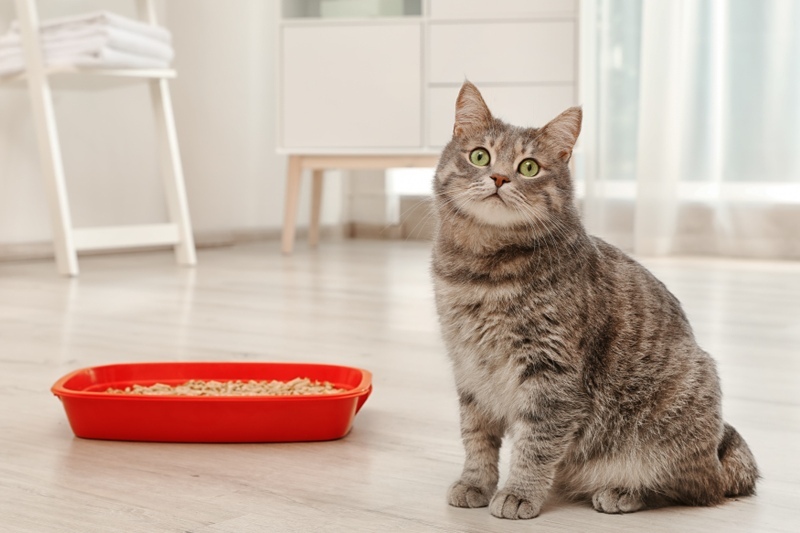 Adorable grey cat near litter box indoors. Pet care