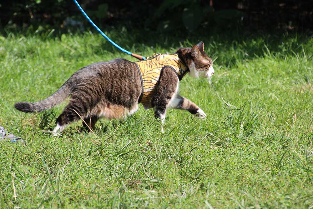 A cat is walked by his owners in Park