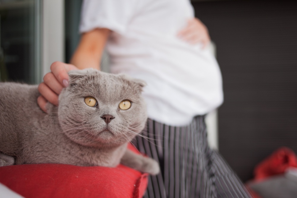 A pregnant woman stroking a sad beautiful silver fold Scottish cat with amber eyes. The cat is not happy with the addition to the family.