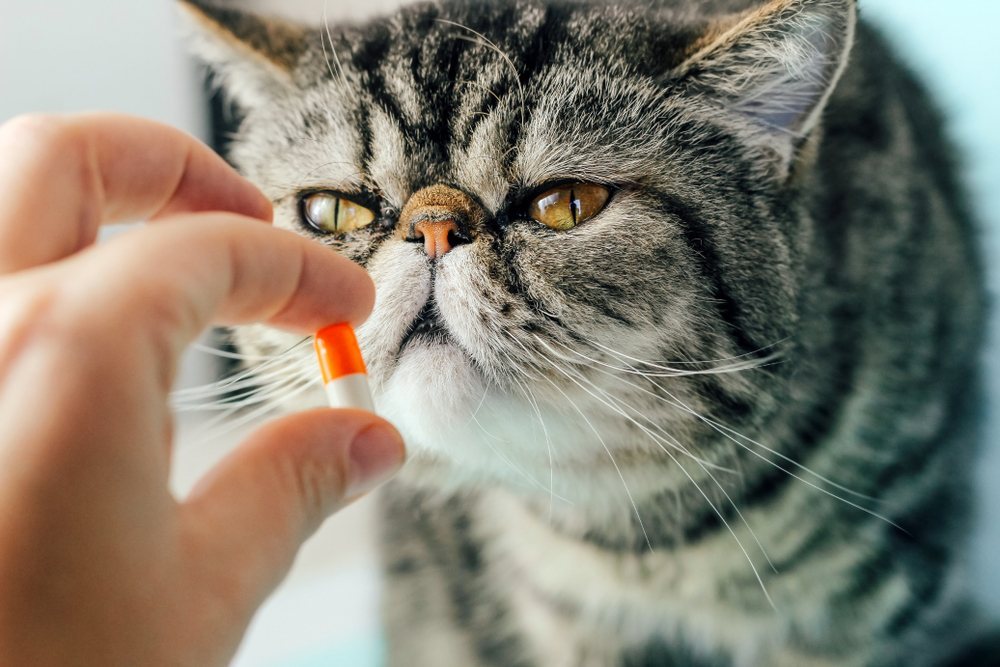 Veterinarian gives a pill to a cat. Exotic Shorthair Treatment