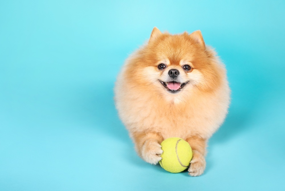 Cute Spitz dog with ball on blue background