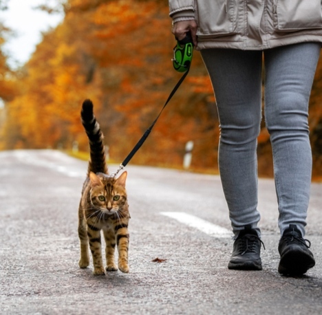 A woman with a Bengal cat on a leash walking along the road in the forest.