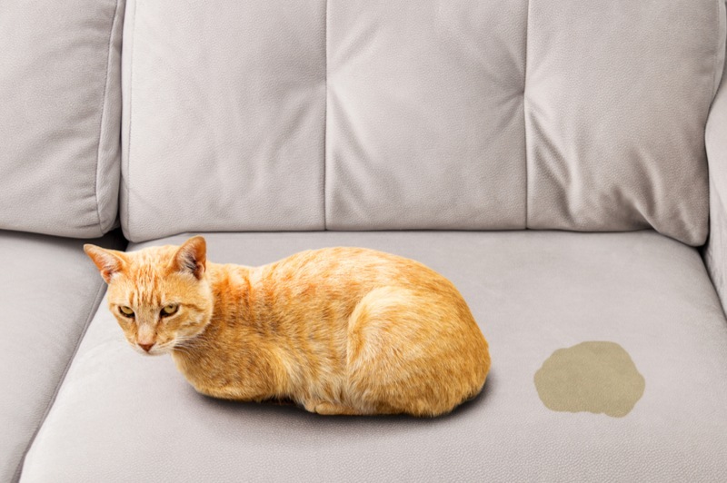 Cute cat sitting near wet or piss spot on the sofa inside the room