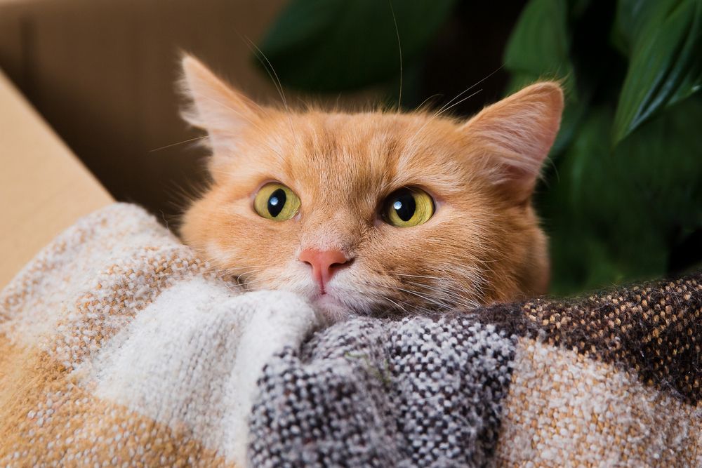 Fluffy red cat close-up in a cardboard box with a blanket and green plants.