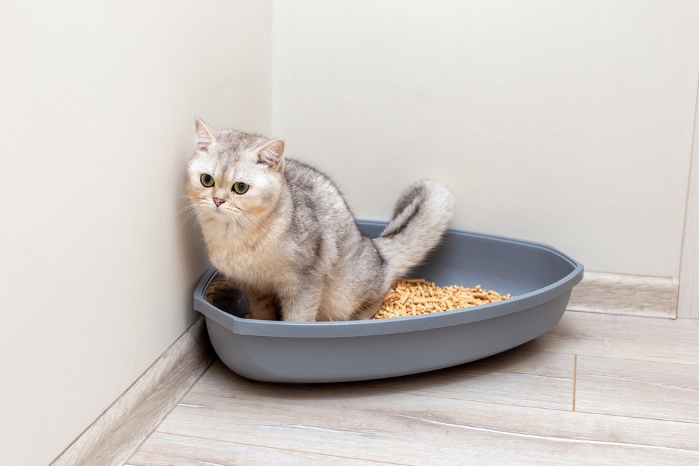 A beautiful gray British cat is defecate into a large gray triangular plastic litter box