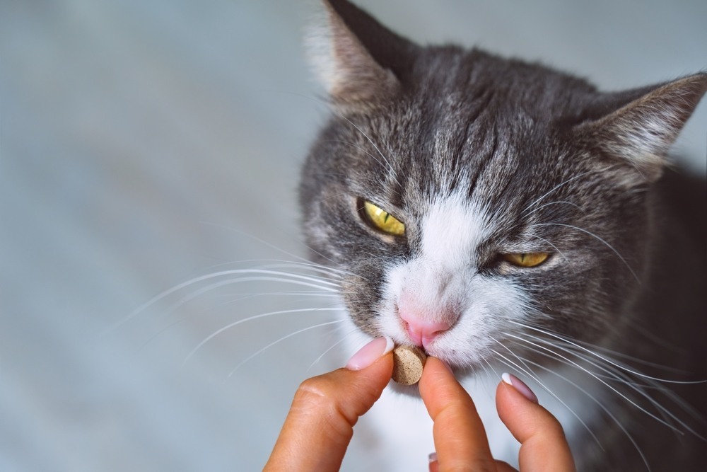 Owner giving medicine in a pill to sick cat. Medicine and vitamins for pets. Pills for animals.