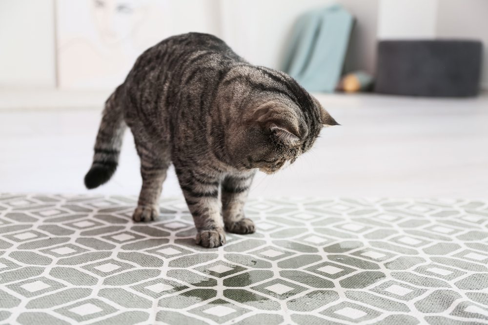 Cute cat near wet spot on carpet