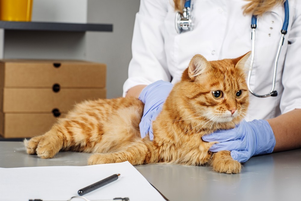 Veterinarian examining a kitten in animal hospital