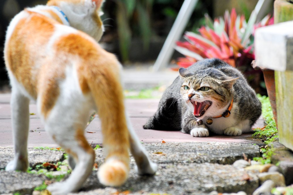 Aggressive cat roaring