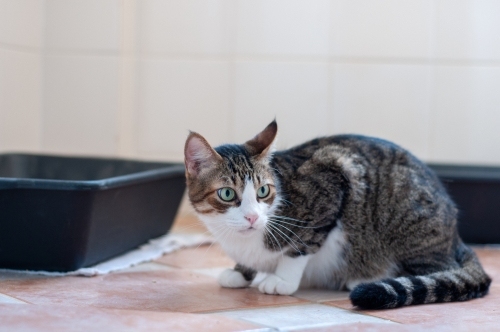 Cat lying near the litter box.