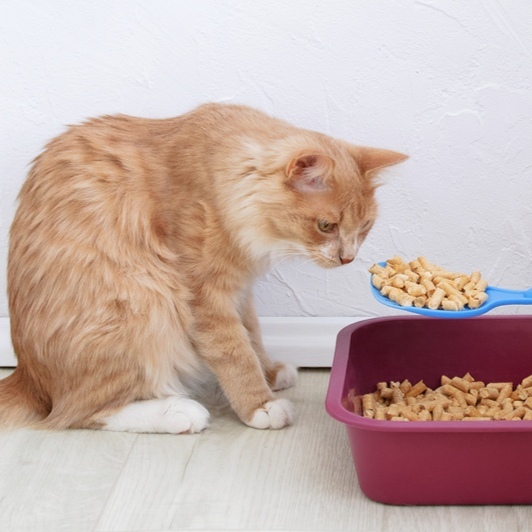 Wood litter for litter boxes for cats. Ginger cat at the tray.