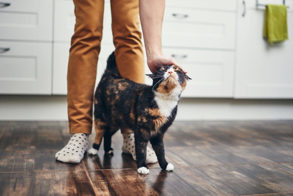 Domestic life with pet. Cat welcome his owner (young man) at home.