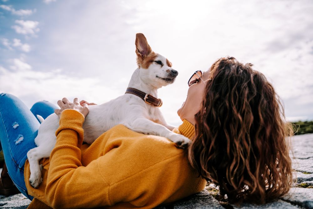 A beautiful little dog sitting on its owner looking at her face