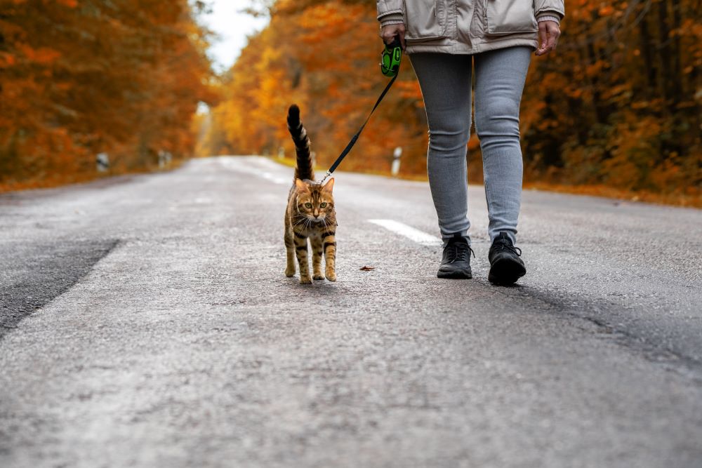 A woman with a Bengal cat on a leash walking along the road in the forest.