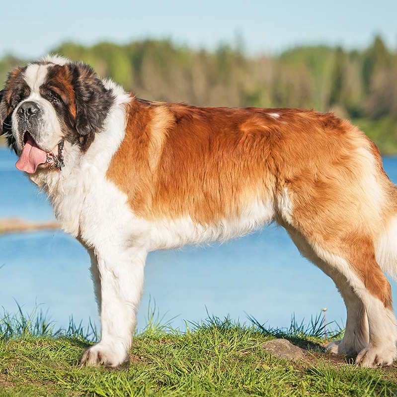 stbernard_adult (2)