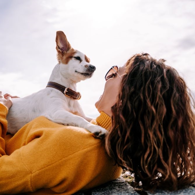 A beautiful little dog sitting on its owner looking at her face.