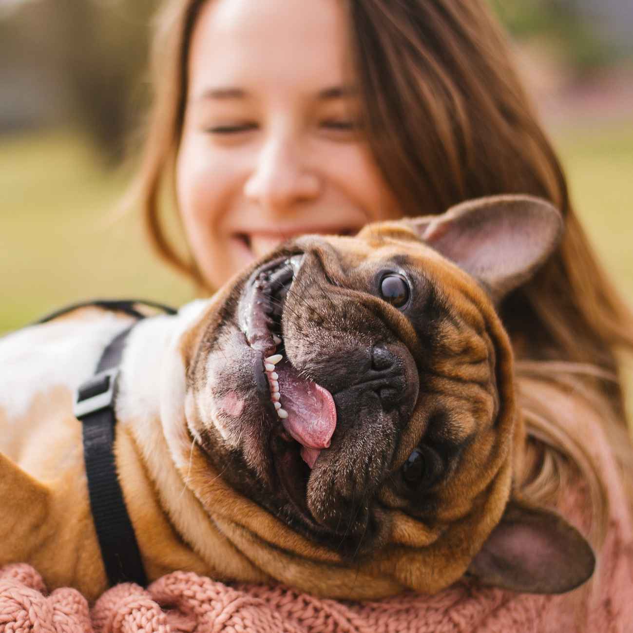 Little dog with owner spend a day at the park playing and having fun