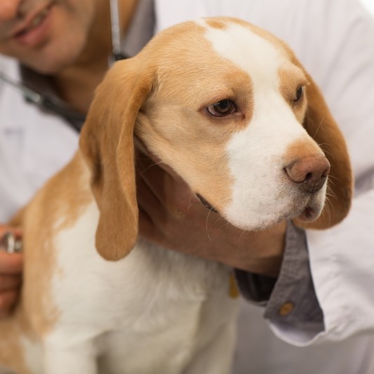 Close up shot of an adorable beagle canine being examined by a professional veterinarian at the clinic.