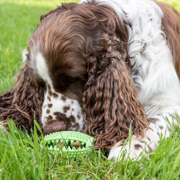 Cute white and brown English Springer Spaniel dog smells chewing toy