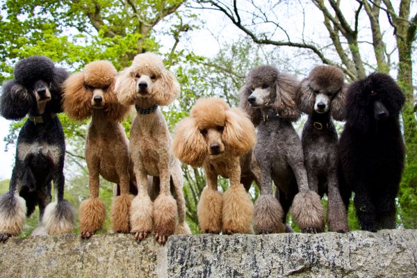 Group of red, apricot, silver and black standard poodles standing on a wall