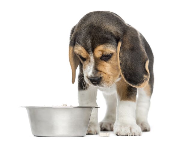 Dog Nutrition Guide Bow Wow Meow