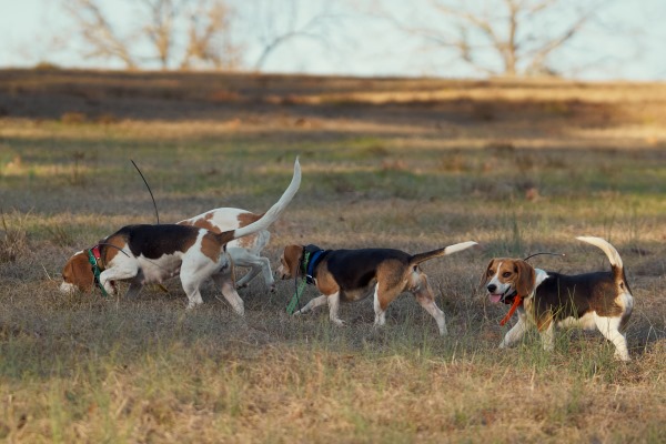 Beagle pack in a grassy meadow